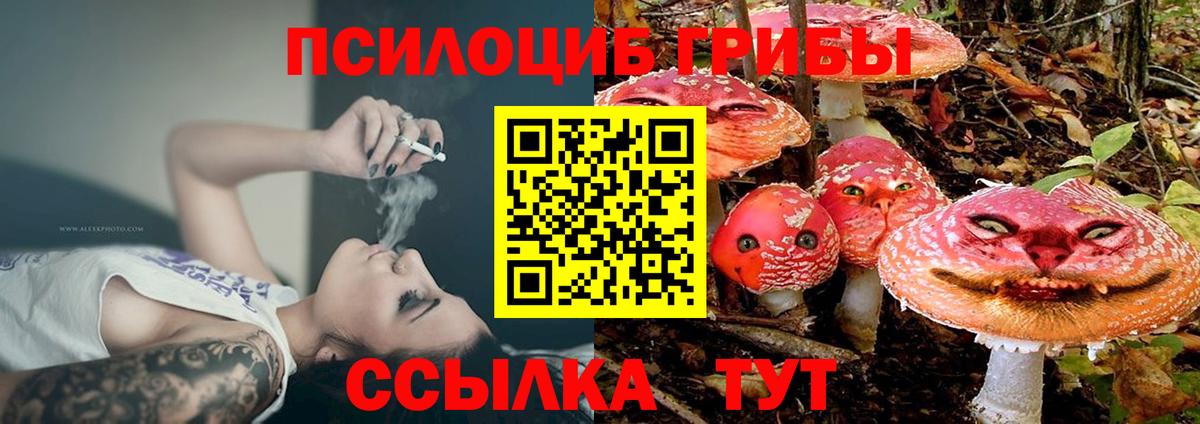 Галлюциногенные грибы Psilocybe Медногорск